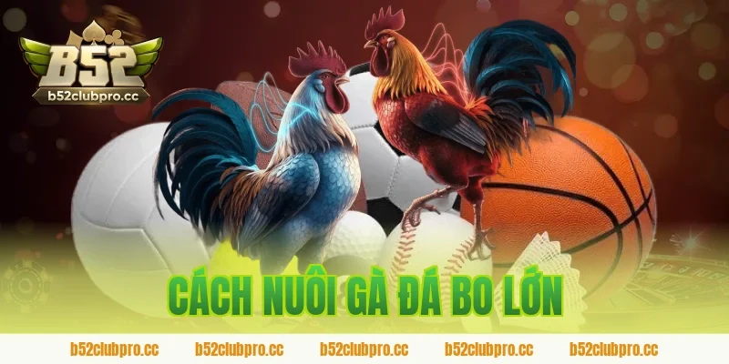cách nuôi gà đá bo lớn