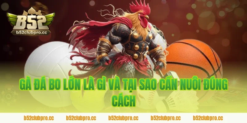 Gà Đá Bo Lớn Là Gì Và Tại Sao Cần Tìm Cách Nuôi Gà Đá Bo Lớn Chuẩn