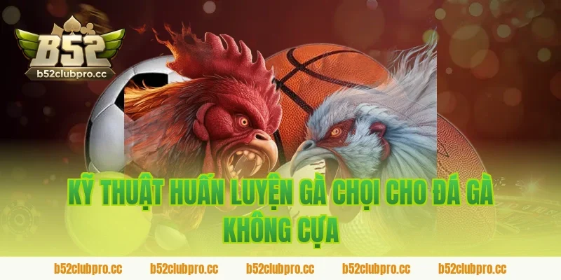 Kỹ thuật huấn luyện gà chọi cho đá gà không cựa trên sảnh B52