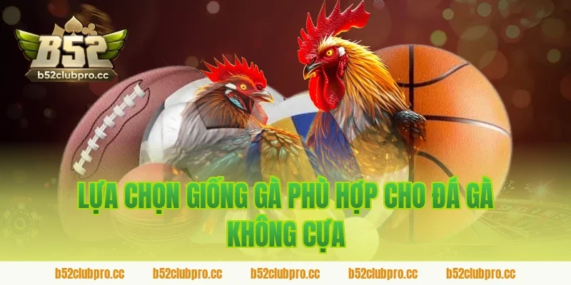 Lựa chọn giống gà phù hợp cho đá gà không cựa trên sảnh B52